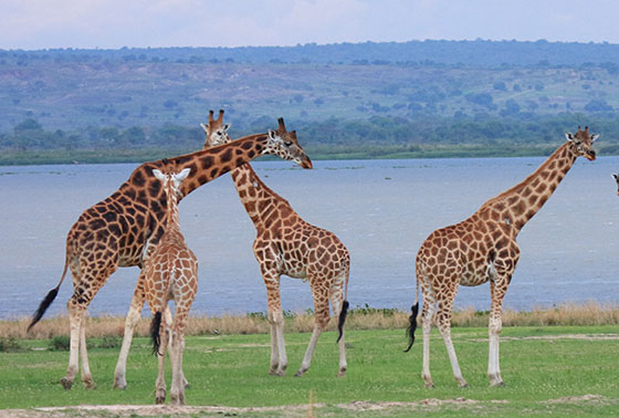 ロスチャイルドキリン